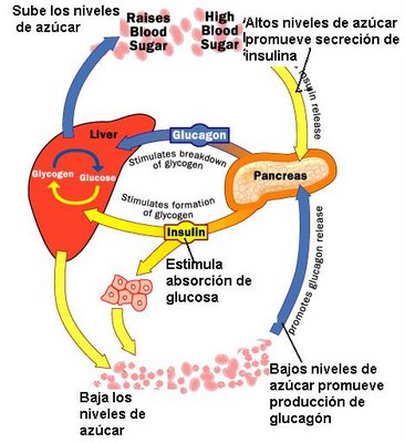 Ejemplos de vias metabolicas y anabolicas
