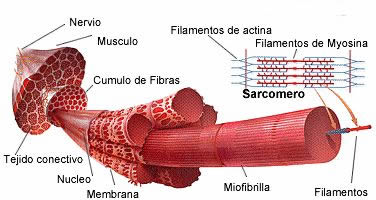 Sarcopenia