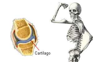 huesos cartilago alimentacion