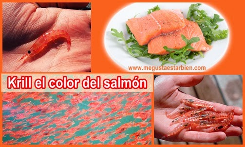 Krill-color-salmon