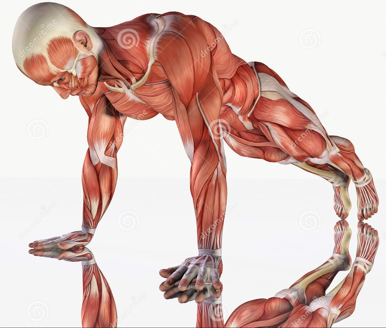 sistema-muscular-de-ejercicio-masculino-53514611